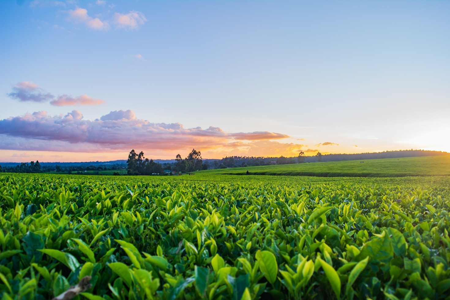 Les principes clés de l’agro-écologie